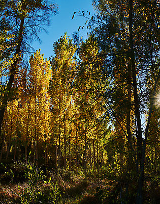 포토 JPG 해외이미지 나무 식물 계절 공원 백그라운드 잎 자연 하늘 풍경 사람없음 목재 가로 파란색 빛 노란색 맑음 성장 가을 스페인 황금 상품 정상 숲 사자 큼 생태계 내추럴 생태학 해외202007 해외포토 공공시설 교육 유럽 컬러 재료 포유류 날씨 크기 파일형식
