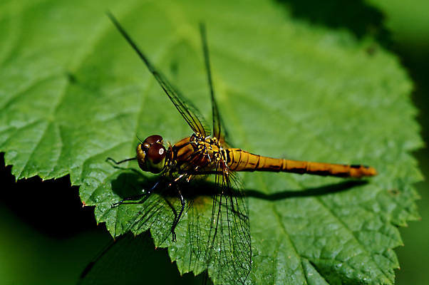포토 JPG 해외이미지 동물 계절 곤충 날개 자연 날씨 휴식 사람없음 환경 맑음 자유 잠자리 8월 7월 내추럴 동물상 해외202007 해외포토 컨셉 조형물 날짜 생태계 파일형식