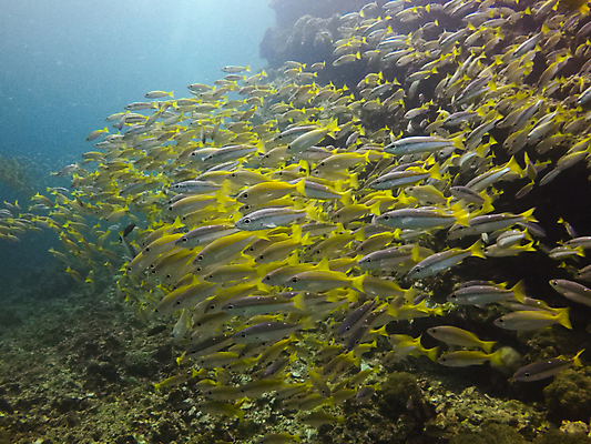 포토 JPG 해외이미지 동물 바다 섬 여행 학교 자연 낚시 어류 풍경 사람없음 빨간색 물 파란색 바닷속 수중 수영 그룹 산호 잠수부 땅 생태계 다이빙 암초 내추럴 깊이 파라다이스 해외202007 해외포토 자연요소 교육 컬러 레저 수중동물 수상스포츠 자포동물 전문직 수중스포츠 파일형식