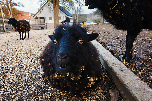 포토 JPG 해외이미지 동물 포유류 자연 사람없음 야외 검은색 양 작음 꼬리 양고기 기르기 램 이국적 해외202007 해외포토 컬러 육류 크기 생태계 돌봄 파일형식