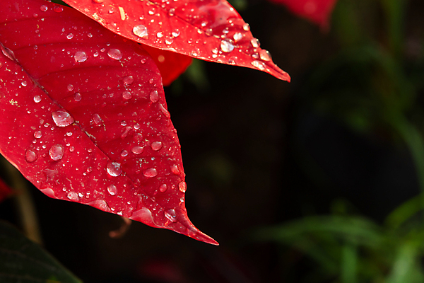포토 JPG 해외이미지 나무 식물 계절 꽃잎 꽃 분홍색 백그라운드 잎 크리스마스 겨울 꽃무늬 자연 휴가 사람없음 장식 빨간색 초록색 물 컬러풀 정원 벚꽃 물방울 축하 개화 떨어짐 이슬 질감 포인세티아 강렬 해외202007 해외포토 자연요소 기념일 컬러 컨셉 무늬 생태계 파일형식
