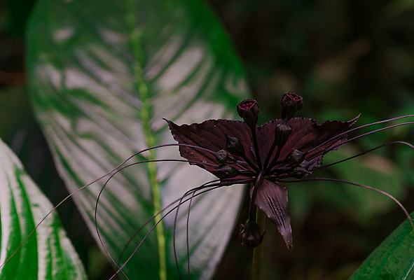 포토 JPG 해외이미지 식물 계절 공원 꽃잎 꽃 아시아 백그라운드 잎 꽃무늬 태국 자연 사람없음 야외 초록색 여름 컬러풀 환경 정원 보라색 검은색 어둠 봄 벚꽃 신선 소프트포커스 숲 작음 악마 묘사 시들음 내추럴 이국적 해외202007 해외포토 공공시설 나라 컬러 무늬 촬영기법 크기 생태계 파일형식