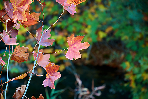 포토 JPG 해외이미지 식물 계절 컨셉 잎 자연 추상 산 바닥 아이디어 건조 사람없음 야외 갈색 환경 카펫 촉촉함 슬픔 가을 시간 밤 숲 심볼 생태계 질감 생물학 순환 부활 스위치 땅바닥 생태학 해외202007 해외포토 교육 감정 컬러 무늬 모션 젖음 견과류 파일형식