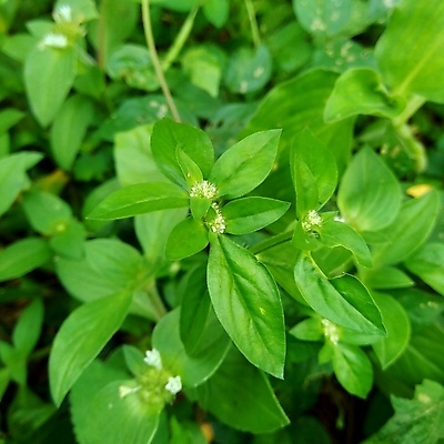 포토 JPG 해외이미지 식물 라이프스타일 공원 꽃잎 꽃 야생동물 분홍색 나비 잎 패턴 골프 자연 추상 바닥 주택 초원 사람없음 야외 초록색 여름 노란색 정원 벚꽃 신선 원형 구멍 잡초 닫기 허브 그네 코스모스 내추럴 뒤뜰 페어웨이 해외202007 해외포토 도형 동물 계절 공공시설 컬러 곤충 무늬 모션 건물 생활 구기 생태계 파일형식