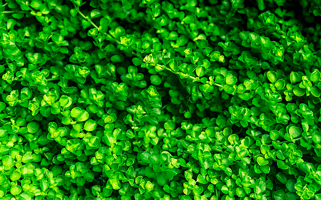 포토 JPG 해외이미지 나무 식물 계절 공원 벽 백그라운드 컨셉 잎 패턴 자연 벽지 추상 건강 사람없음 야외 목재 장식 초록색 빛 울타리 환경 정원 봄 나뭇가지 하트 신선 오염 군중 숲 작음 에코 유기농 질감 먼지 내추럴 줄이기 많음 그리너리 해외202007 해외포토 모양 웰빙 공공시설 컬러 무늬 재료 모션 사람 담장 크기 생태계 파일형식 트랜드컬러