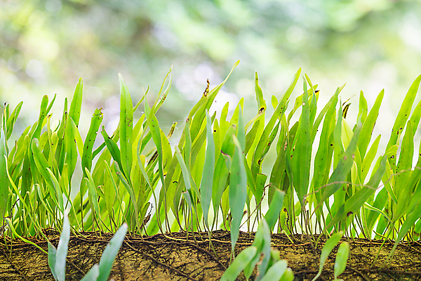 포토 JPG 해외이미지 나무 식물 계절 공원 야생동물 백그라운드 잎 꽃무늬 자연 이끼 사람없음 야외 초록색 여름 빛 환경 정원 봄 성장 시골 신선 숲 열대우림 유기농 원예 뿌리 내추럴 양치류 그리너리 해외202007 해외포토 동물 웰빙 공공시설 꽃 컬러 무늬 취미 생태계 파일형식 트랜드컬러