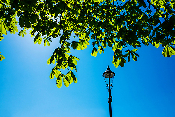 포토 JPG 해외이미지 나무 식물 디자인 계절 줄기 백그라운드 잎 자연 하늘 프레임 사람없음 야외 초록색 빛 햇빛 태양 봄 밤 질감 해외202007 해외포토 자연요소 컬러 견과류 생태계 파일형식