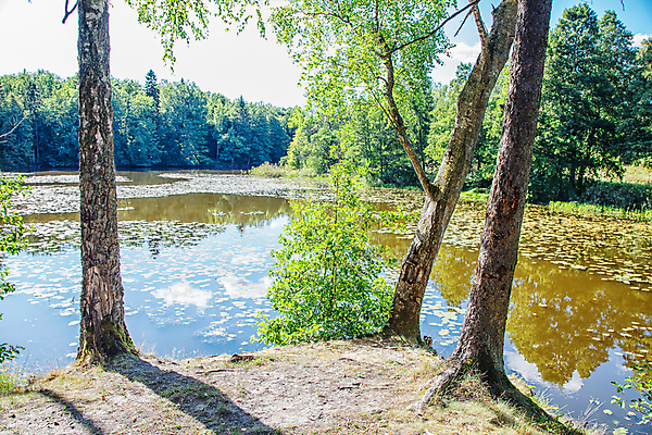 포토 JPG 해외이미지 나무 식물 호수 여행 백그라운드 잎 자연 하늘 휴식 따뜻함 풍경 사람없음 야외 초록색 물 여름 파란색 빛 햇빛 태양 연못 숲 자작나무 7월 내추럴 해외202007 해외포토 자연요소 계절 컬러 컨셉 날짜 생태계 파일형식