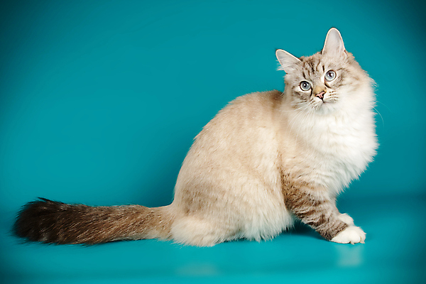 포토 JPG 해외이미지 한마리 사람없음 파란색 반려동물 고양이 해외202007 네바마스커레이드 해외포토 동물 1 컬러 포유류 파일형식