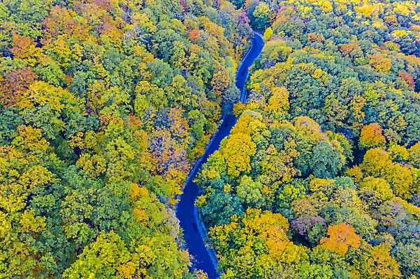 포토 JPG 해외이미지 나무 길 여행 단풍 잎 곡선 자연 하늘 그림자 풍경 사람없음 야외 일몰 가을 고속도로 숲 자작나무 루마니아 내추럴 굴곡 해외202007 해외포토 식물 계절 유럽 도로 선 노을 생태계 파일형식