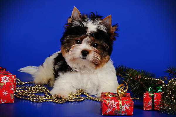 포토 JPG 해외이미지 동물 1 행복 새끼 백그라운드 새로움 털 사람없음 빨간색 반려동물 검은색 거울 흰색 개 달콤 강아지 작음 요크셔테리어 테리어 활 솜털 송곳니 기르기 비버 삼색 해외202007 우호적 해외포토 감정 컬러 컨셉 포유류 맛 치아 크기 돌봄 파일형식