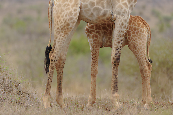 포토 JPG 해외이미지 동물 커플 남자 야생동물 밭 포유류 가족 아프리카 자연 초식동물 뿔 국립공원 풍경 초원 사람없음 여름 환경 군중 큼 방목 기린 사파리 지역 목 케냐 서식지 내추럴 마사이족 사바나 세렝게티 탄자니아 평야 반추동물 해외202007 해외포토 계절 공원 나라 농업 관계 사람 신체부위 축산업 크기 생태계 파일형식