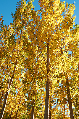 포토 JPG 해외이미지 나무 식물 계절 공원 백그라운드 잎 자연 하늘 풍경 사람없음 목재 가로 파란색 빛 노란색 맑음 성장 가을 스페인 황금 상품 정상 숲 사자 큼 생태계 내추럴 생태학 해외202007 해외포토 공공시설 교육 유럽 컬러 재료 포유류 날씨 크기 파일형식
