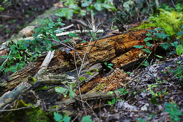 포토 JPG 해외이미지 나무 식물 백그라운드 잎 자연 이끼 풍경 사람없음 야외 목재 초록색 여름 환경 정원 흙 가을 티켓 습지 숲 부식 생물학 통나무 내추럴 변소 삼림지대 썩음 해외202007 해외포토 계절 교육 컬러 재료 생태계 파일형식