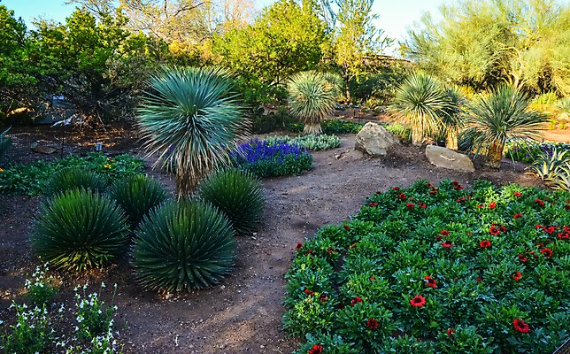 포토 JPG 해외이미지 식물 공원 꽃 분홍색 백그라운드 자연 하늘 날씨 산 선인장 건조 통 풍경 사람없음 초록색 파란색 미국 봄 새벽 사막 뜨거움 황무지 냄비 큼 아래 척추 각도 암초 애리조나 내추럴 전국 해외202007 해외포토 자연요소 계절 공공시설 컬러 북아메리카 뼈 솥 크기 방향 생태계 위치 파일형식