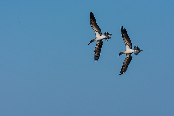 포토 JPG 해외이미지 동물 야생동물 바다 섬 발 조류 낚시 사람없음 남아메리카 다이빙 에콰도르 수유 양발 해외202007 해외포토 레저 아메리카 신체부위 수영 수중스포츠 파일형식