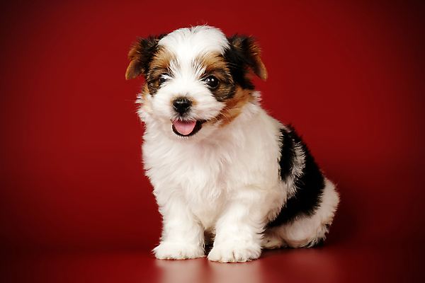 포토 JPG 해외이미지 동물 1 행복 새끼 백그라운드 새로움 털 미소 사람없음 빨간색 반려동물 검은색 거울 흰색 개 달콤 강아지 작음 요크셔테리어 테리어 활 솜털 송곳니 기르기 비버 삼색 해외202007 우호적 해외포토 감정 컬러 컨셉 포유류 표정 맛 치아 크기 돌봄 파일형식