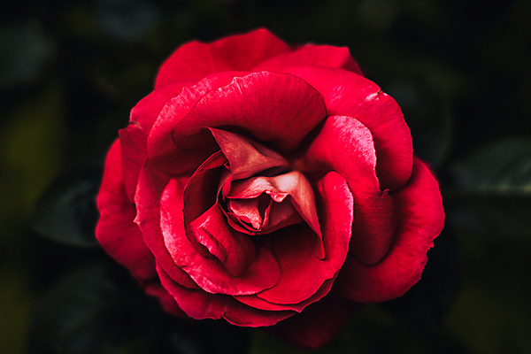 포토 JPG 해외이미지 모양 식물 전통 라이프스타일 꽃잎 꽃 문화 꽃다발 꽃무늬 휴가 발렌타인데이 건강 선물 사랑 이벤트 사람없음 장식 빨간색 장미 파티 회색 낭만 벚꽃 하트 축하 인사 신용카드 개화 센터 스페인 기름 4월 심볼 열정 문학 내추럴 해외202007 해외포토 감정 유럽 음식 컬러 컨셉 무늬 데이이벤트 생활 금융 예절 날짜 파일형식