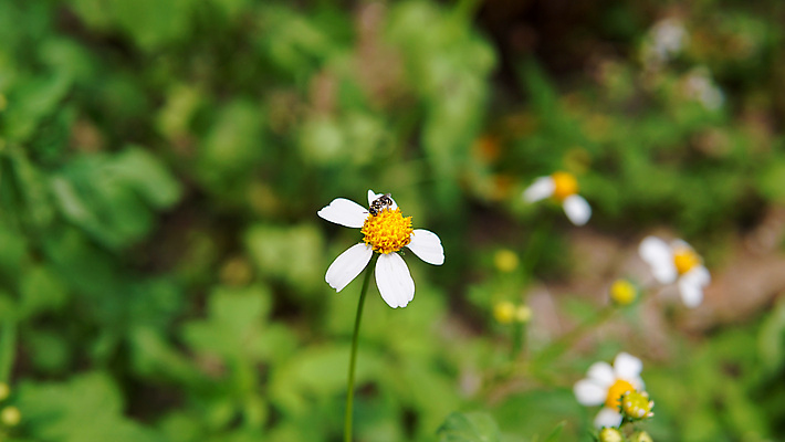 포토 JPG 해외이미지 식물 동물 계절 공원 꽃잎 꽃 곤충 백그라운드 꽃무늬 밭 자연 풍경 초원 사람없음 야외 초록색 여름 농장 노란색 정원 맑음 봄 줄무늬 활발 벚꽃 흰색 전원 시골 닫기 벌레 작음 수분 벌 수집 묘사 데이지 꽃가루 꿀 내추럴 생태학 캐모마일 해외202007 해외포토 공공시설 교육 컬러 컨셉 무늬 농업 모션 날씨 전기에너지 크기 가루 허브 생태계 파일형식