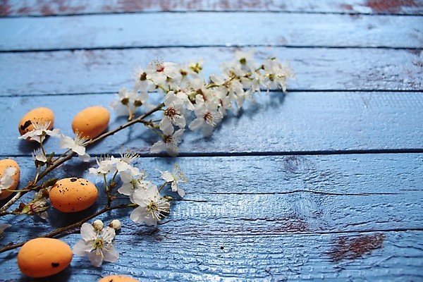 포토 JPG 해외이미지 자연 사람없음 초록색 계란 봄 나뭇가지 판넬 4월 내추럴 국경 해외202007 해외포토 나무 계절 컬러 알 날짜 생태계 파일형식