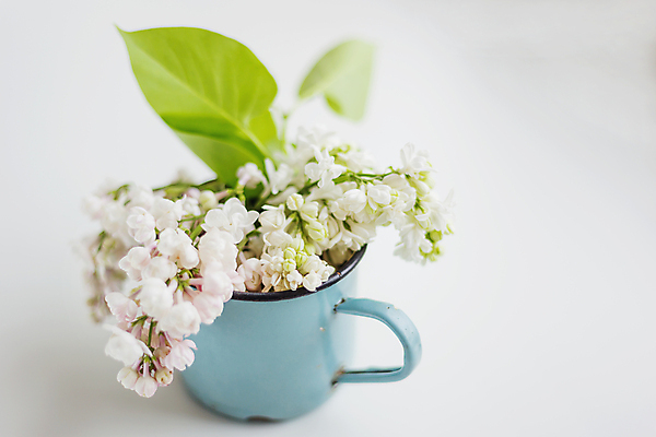 포토 JPG 해외이미지 꽃 꽃다발 백그라운드 잎 자연 사람없음 컵 파란색 빛 봄 머그컵 수확 골동품 벚꽃 흰색 시골 벌레 다발 제비꽃 부식 복고 라일락 구식 옛날 해외202007 해외포토 식물 식기 계절 컬러 곤충 농업 생태계 파일형식