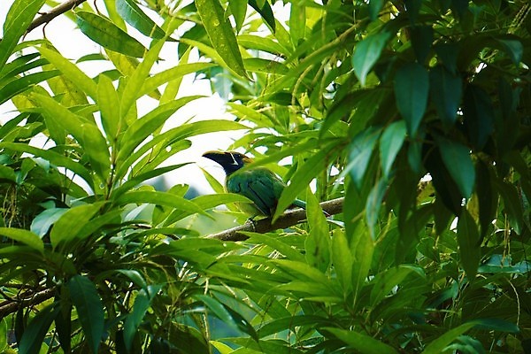 포토 JPG 해외이미지 나무 동물 구름 야생동물 자연 조류 멕시코 사람없음 초록색 파란색 컬러풀 미국 숲 제비꽃 에메랄드 계산서 로스앤젤레스 동물상 파라다이스 해외202007 해외포토 자연요소 식물 꽃 컬러 북아메리카 조형물 보석 생태계 파일형식