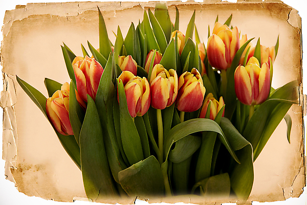 포토 JPG 해외이미지 식물 계절 꽃잎 꽃 종이 꽃다발 백그라운드 잎 꽃무늬 자연 부활절 사람없음 빨간색 초록색 갈색 정원 봄 튤립 벚꽃 내추럴 옛날 해외202007 해외포토 기념일 컬러 무늬 생태계 파일형식