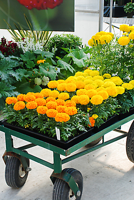 포토 JPG 해외이미지 식물 계절 꽃잎 꽃 꽃다발 백그라운드 꽃무늬 밭 오렌지 자연 사람없음 장식 초록색 컬러풀 노란색 머리 정원 봄 활발 벚꽃 흰색 신선 개화 황금 내추럴 고립 아즈텍 해외202007 해외포토 컬러 컨셉 무늬 농업 과일 신체부위 생태계 파일형식