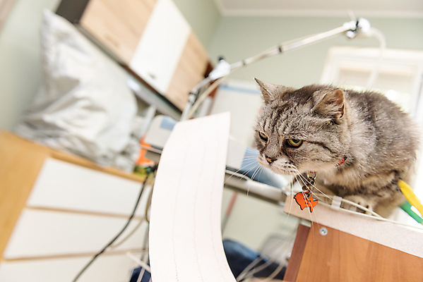 포토 JPG 해외이미지 동물 직업 1 손 백그라운드 포유류 청진기 탁자 건강 병원 주사기 앉기 사람없음 반려동물 약 머리 건강관리 고양이 고통 시험 환자 의사 실험실 질병 작음 캐비닛 테라피 수의사 기르기 돌봄 마약 백신 예방접종 해외202007 해외포토 교육 감정 가구 의학 의료기기 모션 실험 관리 신체부위 뷰티 의료진 크기 사물함 접종 파일형식