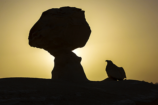 포토 JPG 해외이미지 공원 모래 조각 여행 백그라운드 아프리카 자연 하늘 건조 이집트 풍경 사람없음 야외 파란색 여행객 버섯 침묵 사막 바위 흰색 땅 사파리 부식 분필 암초 멀리 사하라 내추럴 석회암 지질학 카이로 해외202007 해외포토 공공시설 교육 나라 컬러 사람 소리 암석 돌_바위 초크 생태계 파일형식
