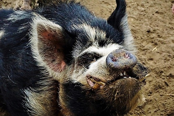 포토 JPG 해외이미지 동물 행복 모래 백그라운드 밭 농업 포유류 자연 털 독일 건강 덴마크 돼지고기 사람없음 야외 빨간색 농장 갈색 검은색 자유 최고 작업 돼지 행운 소 작음 만족 긍정 먼지 내추럴 기르기 항의 해외202007 해외포토 감정 유럽 산업 컬러 컨셉 북유럽 육류 크기 생태계 돌봄 파일형식