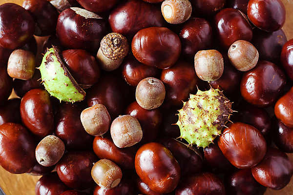 포토 JPG 해외이미지 나무 백그라운드 자연 옥수수 사람없음 갈색 환경 껍질 가을 밤 9월 11월 유기농 10월 숙성 카피스페이스 해외202007 해외포토 식물 웰빙 계절 컬러 곡류 공백 견과류 날짜 생태계 파일형식