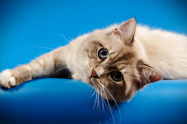 포토 JPG 해외이미지 한마리 사람없음 파란색 반려동물 고양이 해외202007 네바마스커레이드 해외포토 동물 1 컬러 포유류 파일형식