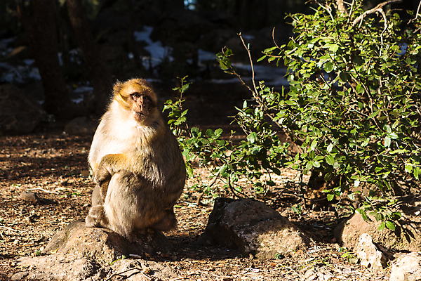 포토 JPG 해외이미지 나무 동물 공원 야생동물 포유류 아프리카 자연 산 종류 사람없음 환경 원숭이 황무지 보호 숲 생태계 북쪽 서식지 유인원 모로코 내추럴 동물상 삼나무 생태학 왕국 이국적 전국 지도책 해외202007 해외포토 식물 공공시설 교육 나라 컨셉 책 조형물 방향 파일형식