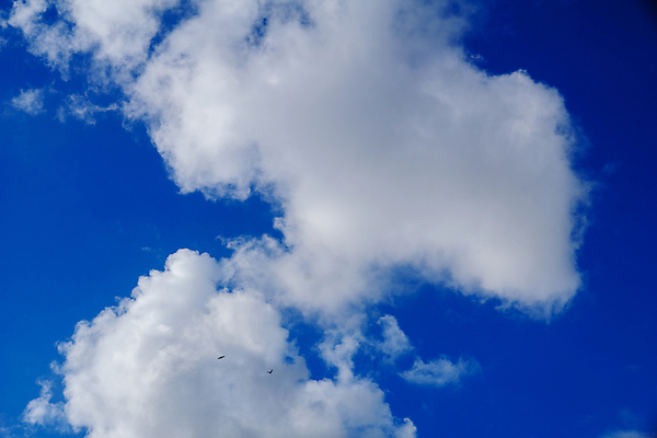 포토 JPG 해외이미지 구름 백그라운드 자연 벽지 조류 하늘 날씨 사람없음 야외 파란색 빛 우주 맑음 침묵 회색 흰색 천국 솜털 해외202007 해외포토 자연요소 동물 컬러 소리 생태계 파일형식