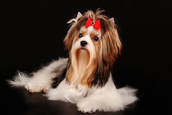 포토 JPG 해외이미지 나무 동물 1 행복 새끼 백그라운드 크리스마스 공 휴가 새로움 털 미소 사람없음 장식 빨간색 반려동물 산타클로스 검은색 거울 흰색 개 달콤 강아지 작음 샴페인 요크셔테리어 테리어 연도 활 솜털 송곳니 기르기 비버 삼색 해외202007 우호적 해외포토 식물 기념일 감정 컬러 컨셉 포유류 주류 표정 맛 치아 크기 돌봄 파일형식