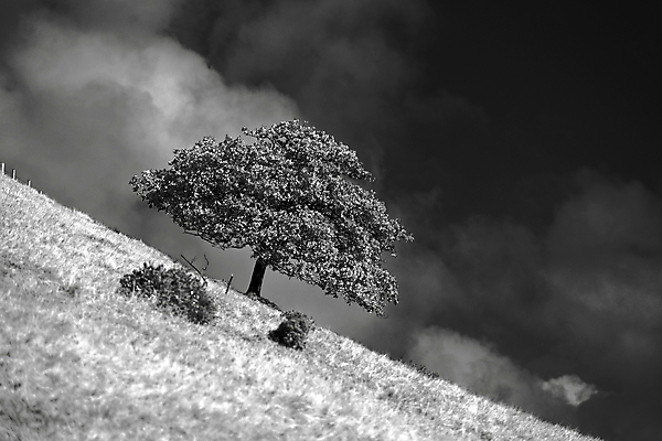 포토 JPG 해외이미지 식물 구름 낙엽 잎 영국 잉글랜드 흑백 풍경 사람없음 목재 울타리 검은색 흰색 붓 씻기 생물학 심플 북쪽 고립 생태학 해외202007 해외포토 자연요소 나무 교육 유럽 컬러 재료 촬영기법 담장 청결 방향 파일형식