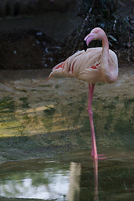 포토 JPG 해외이미지 동물 1 공원 호수 야생동물 분홍색 2 아프리카 자연 조류 동물원 서기 사람없음 야외 옆모습 빨간색 물 컬러풀 머리 환경 흰색 연못 깃털 부리 목 물새 내추럴 고립 동물상 이국적 해외202007 해외포토 자연요소 공공시설 나라 뷰포인트 컬러 모션 신체부위 조형물 생태계 파일형식