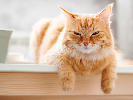 포토 JPG 해외이미지 한마리 탁자 실내 사람없음 반려동물 햇빛 고양이 졸음 낮잠 반려묘 해외202007 해외포토 동물 1 감정 가구 포유류 내부 태양 잠 파일형식