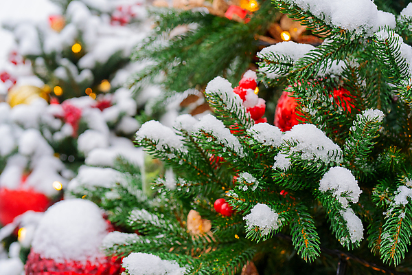 포토 JPG 해외이미지 나무 템플릿 디자인 계절 백그라운드 크리스마스 지도 겨울 채소 자연 휴가 새로움 사람없음 장식 초록색 빛 나뭇가지 축하 황금 연도 가문비나무 해외202007 해외포토 식물 기념일 컬러 컨셉 생태계 파일형식