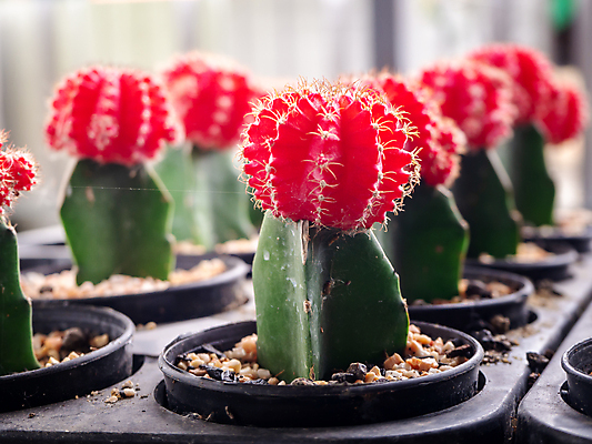 포토 JPG 해외이미지 식물 디자인 백그라운드 잎 꽃무늬 자연 탁자 선인장 실내 사람없음 장식 초록색 환경 정원 사막 성장 벚꽃 신선 냄비 숲 작음 책상 원예 내추럴 심기 미니멀 해외202007 해외포토 꽃 컬러 가구 무늬 모션 취미 내부 솥 크기 생태계 파일형식