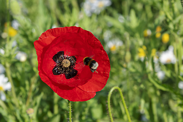 포토 JPG 해외이미지 식물 계절 꽃잎 꽃 실루엣 종이 꽃다발 백그라운드 잎 꽃무늬 패턴 밭 자연 씨앗 풍경 초원 사람없음 야외 장식 빨간색 초록색 여름 컬러풀 정원 일몰 봄 벚꽃 나뭇가지 시골 화려 개화 싱글 양귀비 내추럴 추모 회복 해외202007 해외포토 나무 컬러 컨셉 무늬 농업 촬영기법 노을 생태계 파일형식