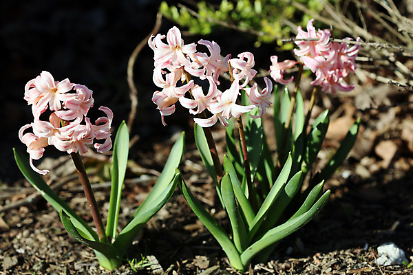 포토 JPG 해외이미지 식물 접시 계절 꽃 화분 잎 꽃무늬 농업 전구 자연 부활절 이끼 사람없음 장식 초록색 여름 파란색 노란색 정원 보라색 봄 성장 벚꽃 인사 신선 업무 개화 원예 데이지 화단 부드러움 내추럴 심기 히아신스 해외202007 해외포토 식기 기념일 산업 컬러 무늬 모션 취미 예절 작업 감각 생태계 파일형식