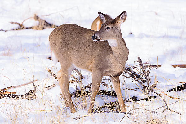 포토 JPG 해외이미지 동물 여자 꽃 야생동물 겨울 포유류 자연 산 털 뿔 종류 사람없음 갈색 달러 봄 임신 추위 코트 흰색 붓 소나무 잡초 군중 숲 속눈썹 먹기 배고픔 귀 주둥이 신발장 아기사슴 암사슴 콜로라도 해외202007 해외포토 나무 식물 계절 새끼 컬러 돈 모션 사슴 사람 신체부위 미국 외투 암컷 눈썹 생태계 파일형식