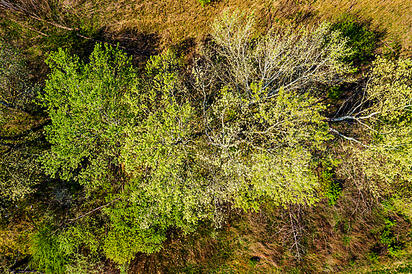 포토 JPG 해외이미지 나무 도로 길 여행 백그라운드 잎 밭 교통시설 자동차 자연 거리 안테나 3 풍경 사람없음 야외 초록색 여름 환경 봄 운전 시골 신선 고속도로 정상 숲 아스팔트 교차로 질감 러시아 드론 루트 해외202007 해외포토 식물 계절 유럽 육상교통 컬러 교통 농업 통신 모션 시설 생태계 파일형식