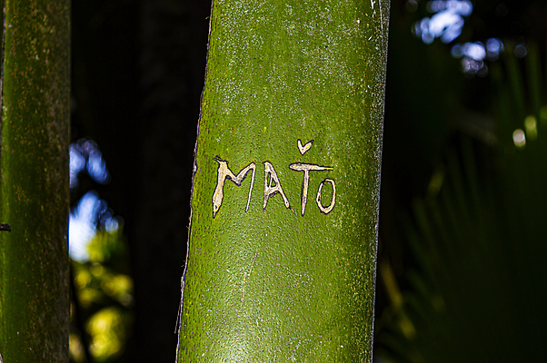 포토 JPG 해외이미지 나무 전통 줄기 패턴 캘리그라피 추상 휴가 미술 사람없음 목재 초록색 평화 환경 도시 숲 대나무 에코 질감 생물학 지역 판화 리빙 유지 발견 루트 무한 생태학 철학 프로젝트 해외202007 우호적 해외포토 식물 교육 컬러 컨셉 무늬 재료 문화예술 파일형식