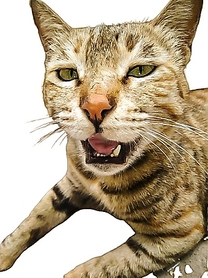 포토 JPG 해외이미지 동물 디자인 응시 행복 얼굴 백그라운드 일러스트 장난 포유류 가족 영국 주택 털 미술 미소 사람없음 그래픽 반려동물 세트 검은색 고양이 회색 흰색 닫기 개 만화 모피 얼룩무늬 솜털 거짓말 고립 기르기 해외202007 우호적 해외포토 시선 감정 유럽 컬러 컨셉 무늬 관계 모션 문화예술 표정 건물 신체부위 돌봄 파일형식