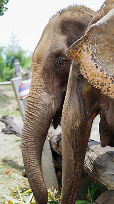 포토 JPG 해외이미지 동물 공원 아시아 야생동물 여행 포유류 태국 자연 코끼리 동물원 동양인 성인 사람없음 야외 환경 시골 아기 그룹 구출 보호 군중 울음 큼 사파리 대나무 눈물 호기심 귀 부드러움 멸종 내추럴 돌봄 보호구역 수유 해외202007 해외포토 나무 공공시설 감정 나라 컨셉 모션 표정 사람 인종 신체부위 도움 감각 크기 생태계 구역 파일형식