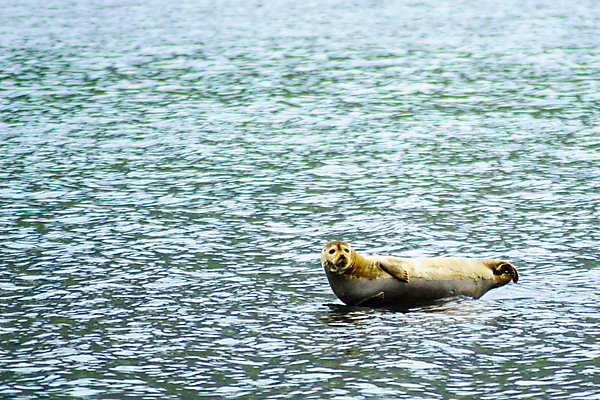 포토 JPG 해외이미지 동물 유럽 야생동물 바다 여행 포유류 자연 하늘 휴식 산 털 아이슬란드 풍경 사람없음 야외 물 여름 파란색 머리 흰색 만 황무지 물개 북극 빙하 북쪽 동쪽 스칸디나비아 해외202007 해외포토 자연요소 계절 나라 컬러 컨셉 신체부위 바다동물 극지방 방향 생태계 파일형식
