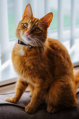 포토 JPG 해외이미지 동물 백그라운드 오렌지 창문 포유류 수염 주택 털 사랑 성인 사람없음 빛 반려동물 소파 고양이 가축 호랑이 기다림 모피 얼룩무늬 완벽 해외202007 해외포토 감정 컨셉 무늬 의자 과일 모션 사람 건물 파일형식